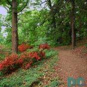 A network of rustic woodland trails follows the contours of Mount Hamilton and allows you to view the azalea blossoms at close range.