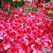 This 'Coquette' azalea explodes with color.