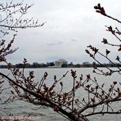 Tuesday, 10:45 am EST, March 18, 2008, Cherry Blossom View of the Jefferson Memorial. 