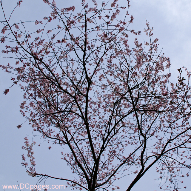 Tuesday, 10:45 am EST, March 18, 2008, First Cherry Blossom tree in bloom. 