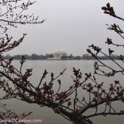 Wednesday, 4:23 pm EST, March 19, 2008, Cherry Blossom View of the Jefferson Memorial