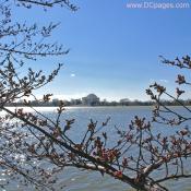 Thursday, March 20, 2008 10:00 am EST, Cherry Blossom View of Jefferson Memorial