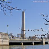 Friday, March 21, 10:35 am EST 2008, Cherry Blossom View of Washington Monument