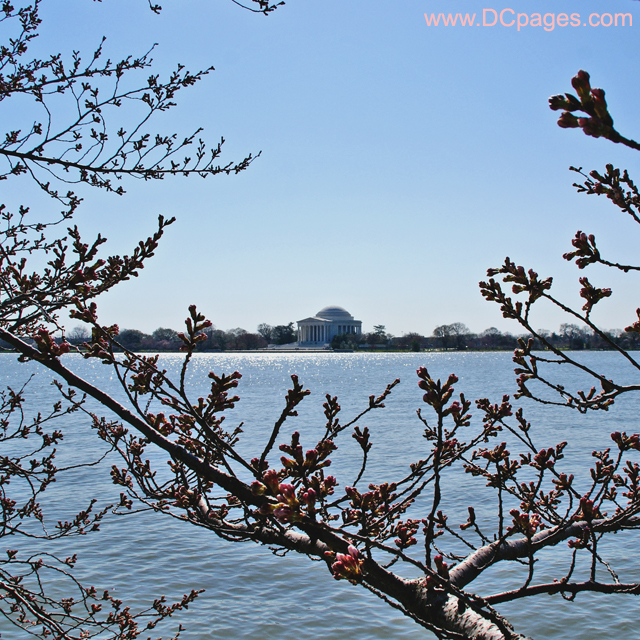 Friday, March 21, 2008 10:35 am EST, Cherry Blossom View of Jefferson Memorial