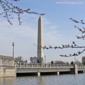 Monday, March 24, 2008 10:45 am EST, Cherry Blossom View of the Washington Monument.