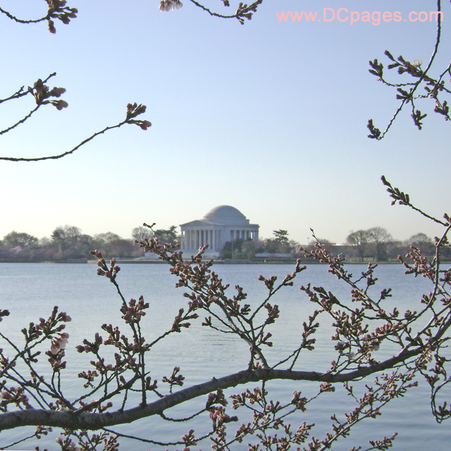 Easter Sunday, March 23, 2008 Cherry Blossom View of the Jefferson Memorial