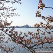 Tuesday, March 25, 2008 9:10 am EST, Cherry Blossom View of the Jefferson Memorial.