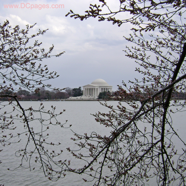 Saturday, March 22, 2008 Cherry Blossom View of the Jefferson Memorial.