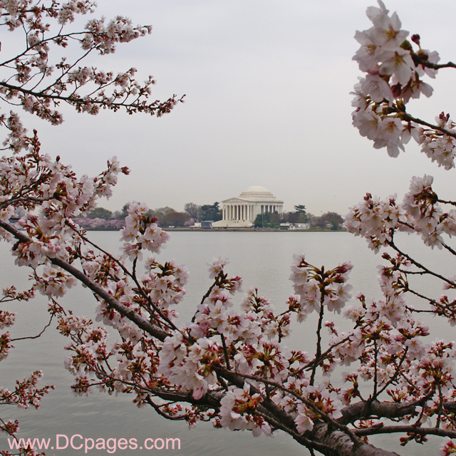Thursday, March 27, 2008 10:15 am EST, Cherry Blossom View of the Jefferson Memorial.