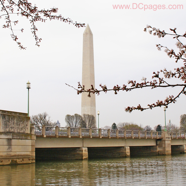 Thursday, March 27, 2008 10:15 am EST, Cherry Blossom View of the Washington Monument.