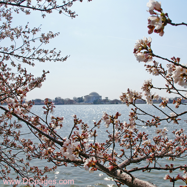 Wednesday, March 26, 2008 9:25 am EST, Cherry Blossom View of the Jefferson Memorial.