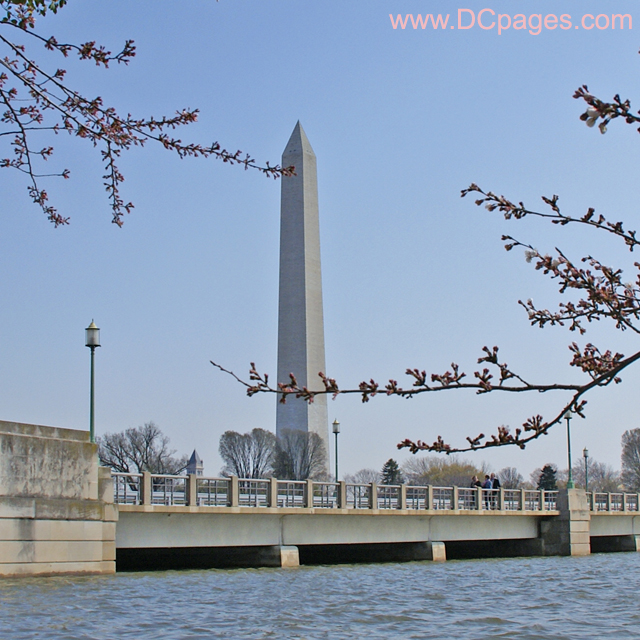 Wednesday, March 27, 2008 9:25 am EST, Cherry Blossom View of the Washington Monument.