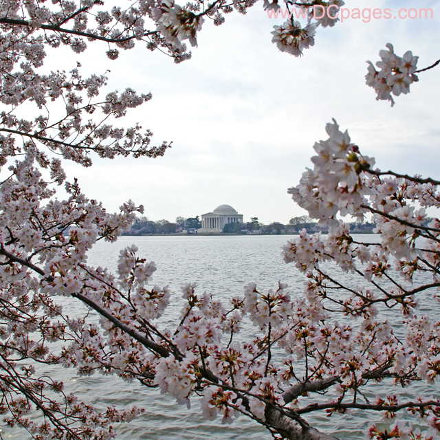Friday, March 28, 2008 9:35 am EST, Cherry Blossom View of the Jefferson Memorial.