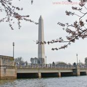 Friday, March 28, 2008 9:35 am EST, Cherry Blossom View of the Washington Monument.