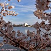 Saturday, March 29, 2008 5:10 pm EST, Cherry Blossom View of the Jefferson Memorial 