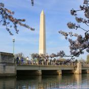Saturday, March 29, 2008 5:15 pm EST, Cherry Blossom View of the Washington Monument