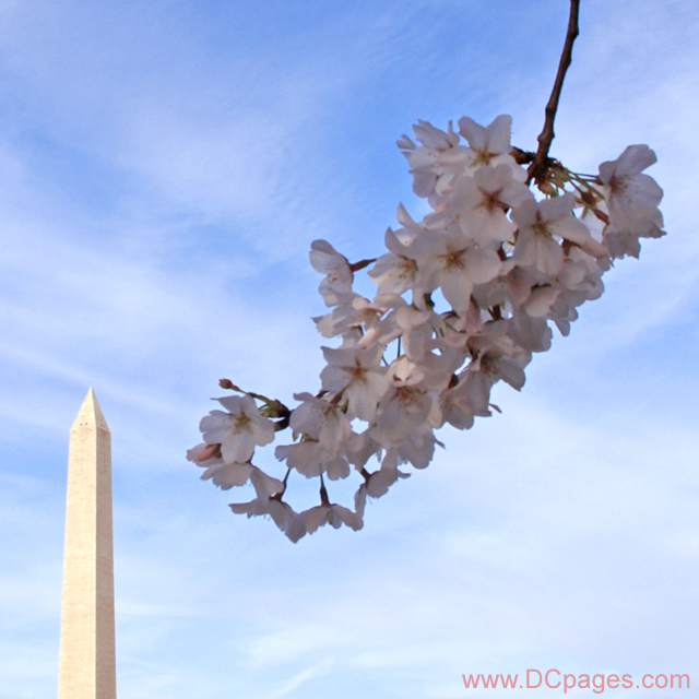Saturday, March 29, 2008 5:20 pm EST, Cherry Blossom View of the Jefferson Memorial 