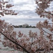Sunday, March 30, 2008 10:57 am EST, Cherry Blossom View of the Jefferson Memorial