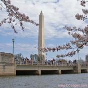 Sunday, March 30, 2008 10:59 am EST, Cherry Blossom View of the Washington Monument