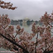 Monday, March 31, 2008 3:18 pm EST, Cherry Blossom View of the Jefferson Memorial