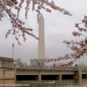 Monday, March 31, 2008 5:00 pm EST, Cherry Blossom View of the Washington Monument
