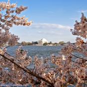 Tuesday, April 1, 2008 6:56 pm EST, Cherry Blossom View of the Jefferson Memorial