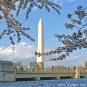 Tuesday, April 1, 2008 5:09 pm EST, Cherry Blossom View of the Washington Monument