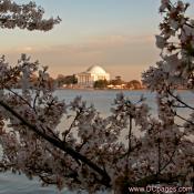 Wednesday, April 2, 2008 6:11 pm EST, Cherry Blossom View of the Jefferson Memorial