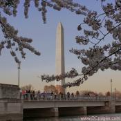 Wednesday, April 2, 2008 6:14 pm EST, Cherry Blossom View of the Washington Monument