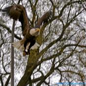 American Bald Eagle flies over Pennsylvania Avenue