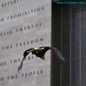 American Bald Eagle flies in front of Newseum Building