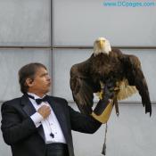American Bald Eagle lands to open Newseum
