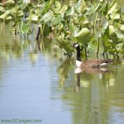 Goose swimming in Kenilworth Aquatic Garden Pond