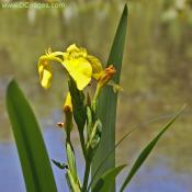European Water Iris