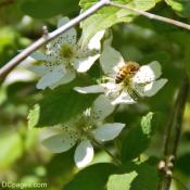 Honey Bee Gathers Pollen