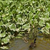 Aquatic Plants Provide Protection for baby Geese