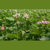 Lotus Peek Blooming Time
