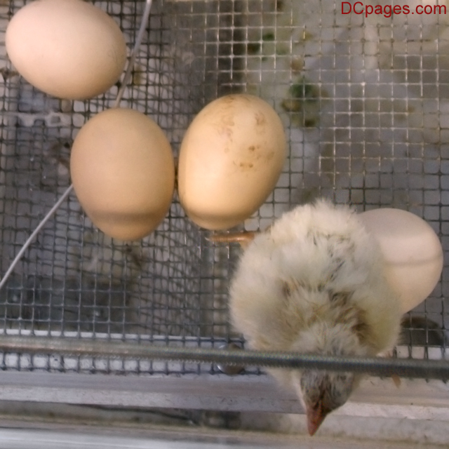 Baby Chicken Hatchling