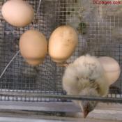 Baby Chicken Hatchling