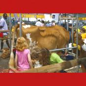 Children Learn How to Milk a Cow