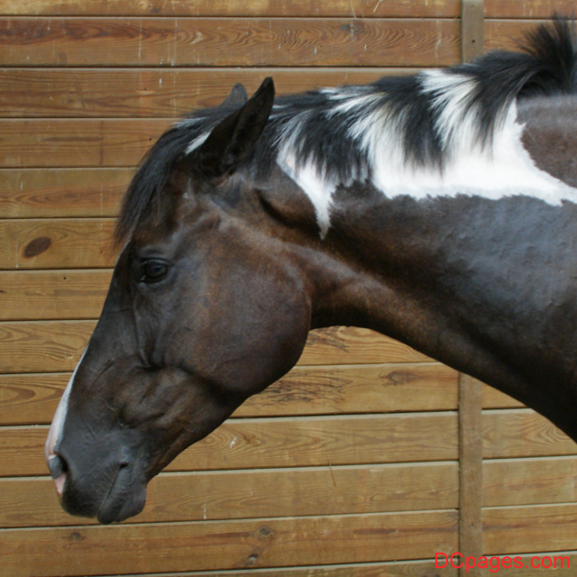 This Zebra-Mained Pure Bred Horse Needs a New Home