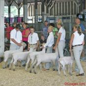 Newly Fleeced Sheep and Their Handlers