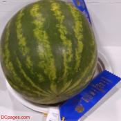 Blue Ribbon Watermelon