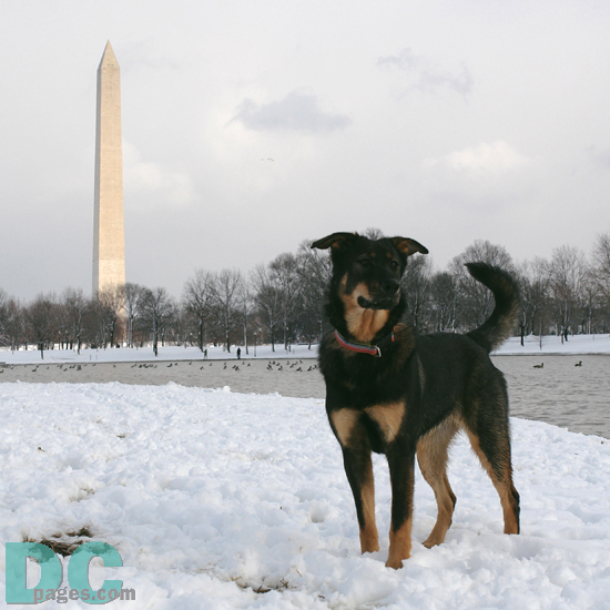 DCpages newest journalist, Denali, went searching the National Mall for a perfect spot to build a snowman.