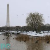 As Denali was heading to the Washington monument she noticed a flock of tourist near the water.