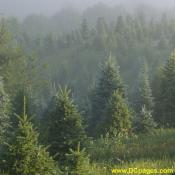 Christmas Trees love moisture. They are also a good filter for the environment. This ridge will be sheared in June.
