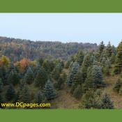 In this picture you can see colorado spruce trees. They have a natural conical shape.