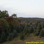 The tree forest is beginning to give a colorful contrast to the Christmas trees.