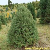 A pleasantly plump Scotch Pine Christmas Tree.