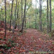 Leaves fall from the hardwood trees. Luke named the area "Jenna's Woods" after his wife, who loves to come to this spot and relax.